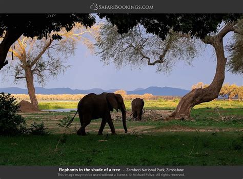 Zambezi NP Animals – Wildlife in Zambezi National Park