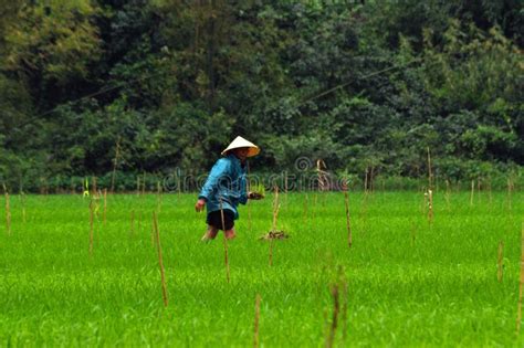 域米越南 Ninh Binh稻米 编辑类库存照片 图片 包括有 乡下 收获 职业 人们 人员 农夫 42118888