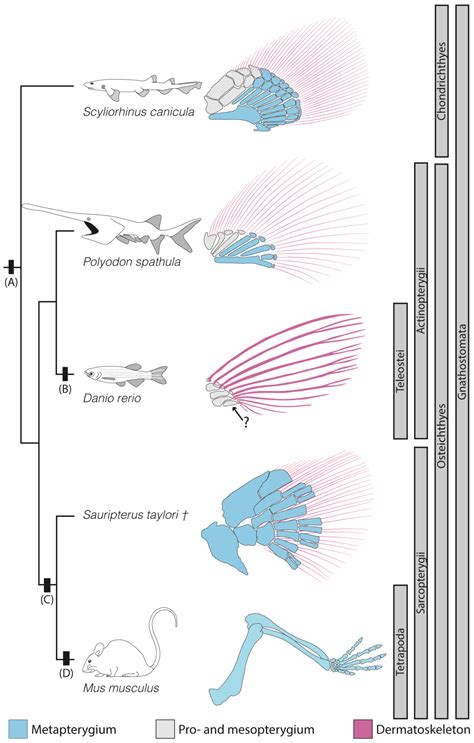 Diversity Free Full Text Conserved Mechanisms Novel Anatomies The