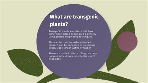 Transgenic Plants by Gaming Science