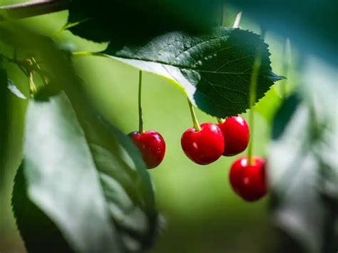 Cerezas Beneficios Para Tu Salud Frutamare