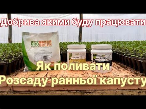 Рання капуста розсада чим саме підживлювати і як правильно поливати