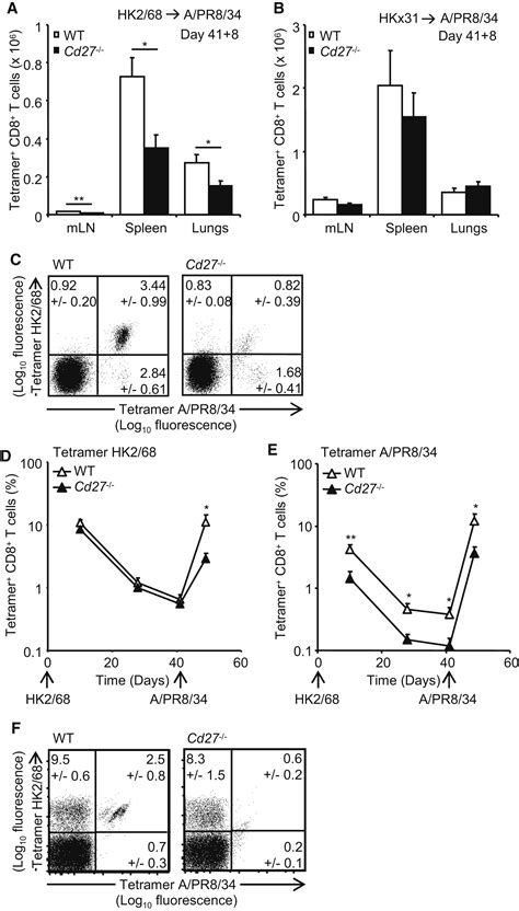 The Costimulatory Molecule Cd27 Maintains Clonally Diverse Cd8 T Cell