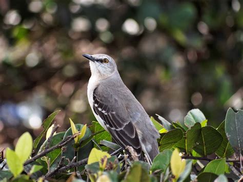 Do Hawks Eat Mockingbirds? What You Might Not Know!