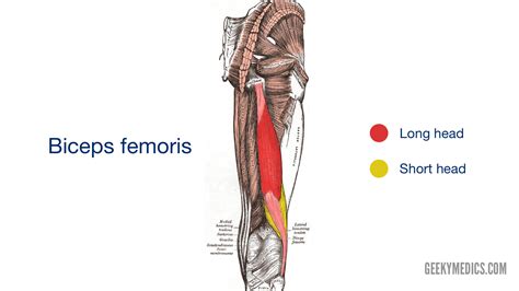 Knee Joint Anatomy Geeky Medics