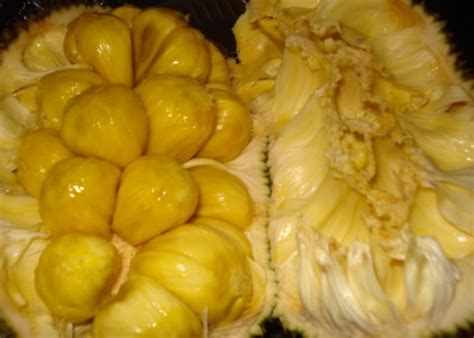 Apa Beza Cempedak Dan Nangka Perbedaan Antara Sukun Kluwih Nangka Dan