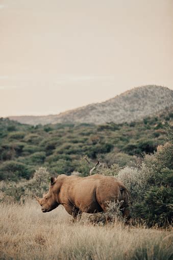 White Rhino In South Africa Stock Photo Download Image Now