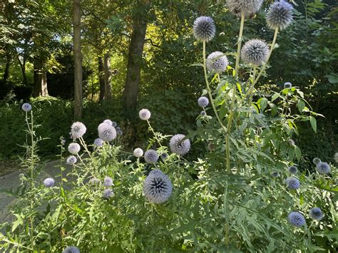 Un Jardin Ph M Re Au Mus E D Partemental Maurice Denis Cd C