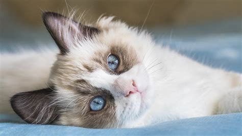 Top 20 Most Popular Cat Breeds – Forbes Advisor