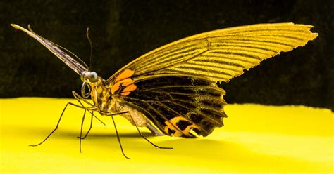 Fotos Gratis Ala Fotograf A Hoja Flor Insecto Polilla Mariposa