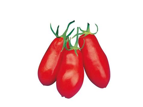 Pomodoro San Marzano