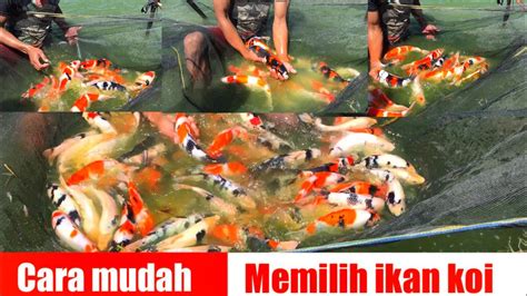 Cara Seleksi Atau Sortir Ikan Koi Dengan Mudah Cara Seleksi Koi