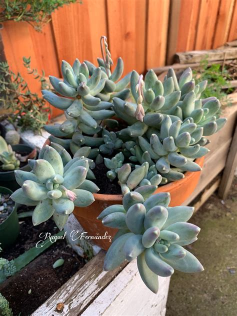 Pachyphytum Compactum Suculentas Suculentas Jardin Plantas Suculentas