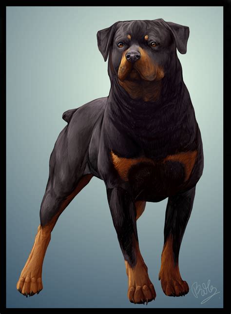 Rottweiler By Chibii Kira On Deviantart