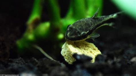 Otocinclus Catfish Care Food Size Algae Eating Video