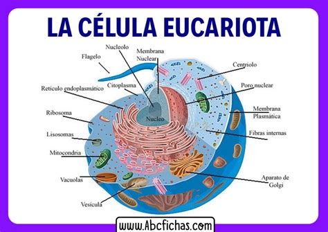 Estructura celula eucariota animal partes - ABC Fichas