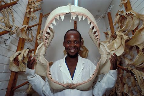 Jaws Of Great White Shark Stock Image C0286949 Science Photo Library