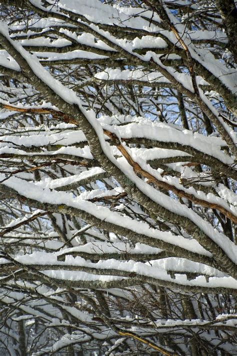 Snow-covered tree branch stock image. Image of january - 124189809