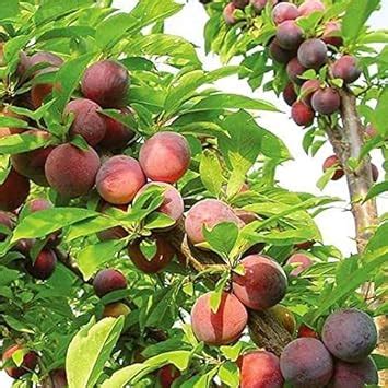 Cloud Farm Exotic Live Grafted Plum Aalu Bukhara Aloo Bukhara