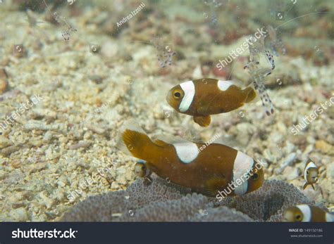 Group Clown Fish Looking You Cebu Stock Photo Shutterstock