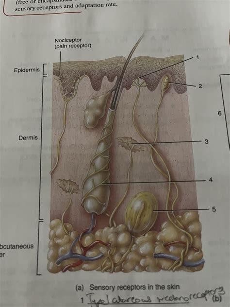 Sensory Receptors In Skin Diagram Quizlet