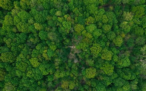 Forest top view, green trees, loneliness concepts, ecology, environment concepts, HD wallpaper ...