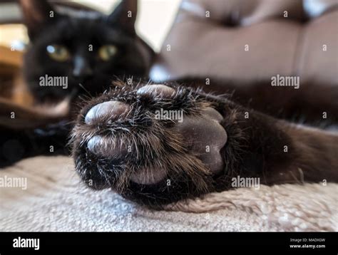 Cat paw hi-res stock photography and images - Alamy