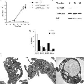 Tbrab Rnai Inhibits Cell Growth Of Bloodstream Form T Brucei A