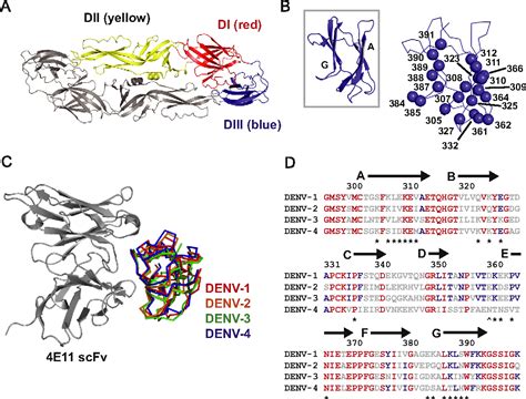 Figure 1 From Comprehensive Mapping Of Functional Epitopes On Dengue