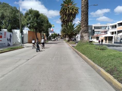 Alcald A De Pachuca Derribar Dos Palmeras De Avenida Revoluci N Y Una