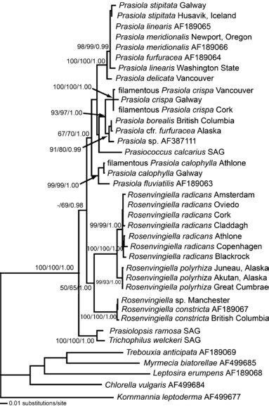 Phylogenetic Tree Inferred From Maximum Likelihood Ml Analysis Of