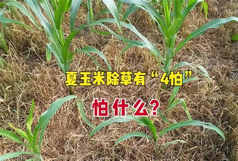 高溫下玉米如何除草好？老農說玉米除草有「4怕」，怕什麼？ 每日頭條