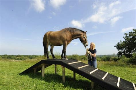 17 Best images about Equine: Agility & Obstacle Course on Pinterest ...