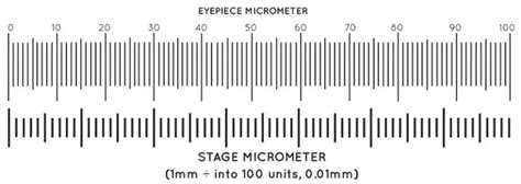 Stage Micrometer Definition Principle Parts Procedure