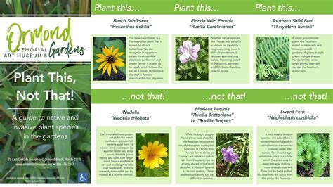 A Guide To Native And Invasive Plant Species In The Gardens Petunia