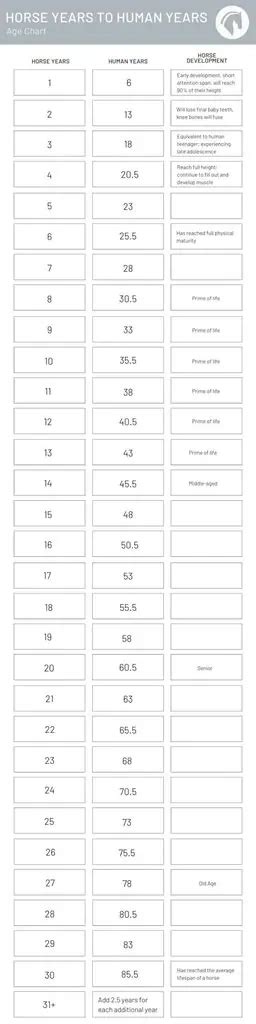 Horse Years To Human Years Chart The Only Chart You Need