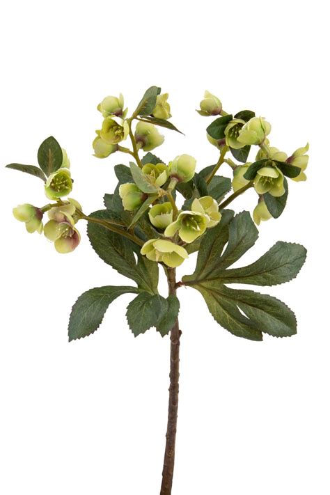 Set Rami Artificiali Di Helleborus Altezza Cm Verde Leroy Merlin