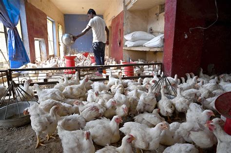 ‘jandk Govt Aims To Enhance Gross Output Of Poultry Sector From Rs 709 Cr