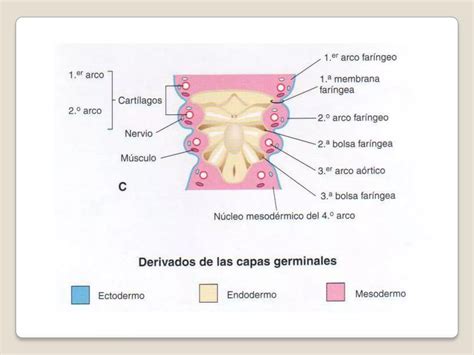 Arcos Far Ngeos Embriolog A De Cabeza Cara Y Cuello Montalv N Miranda