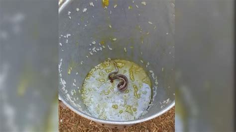 Several Students Fall Ill After Snake Found In Mid Day Meal In Bengal