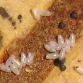 Bed Bug Eggs Pictures: Identifying How the Eggs Look Like– Bed Bug SOS