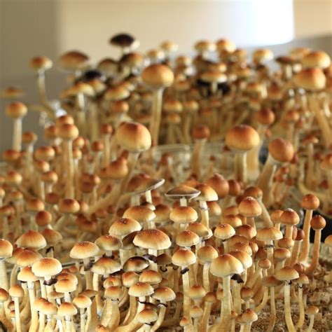 Cogumelos M Gicos Psilocybe Cubensis Comprar P Cubensis