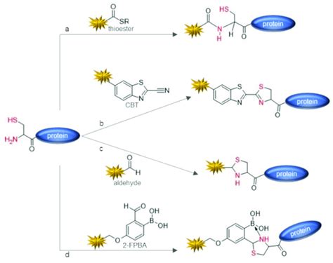 Selective Targeting Of N Terminal Cysteinyl Proteins A Native