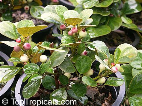 Ficus deltoidea, Ficus diversifolia, Mistletoe Fig - TopTropicals.com