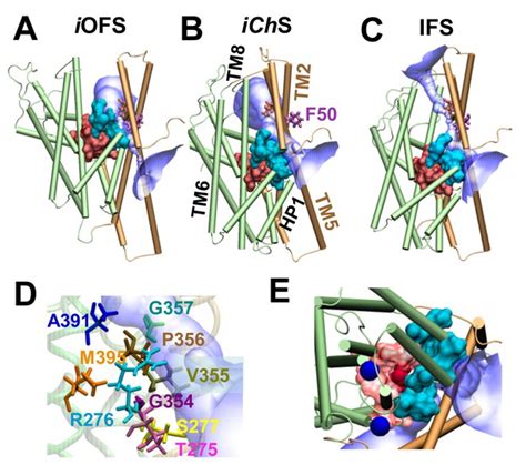 Substrate Transport And Anion Permeation Proceed Through Distinct