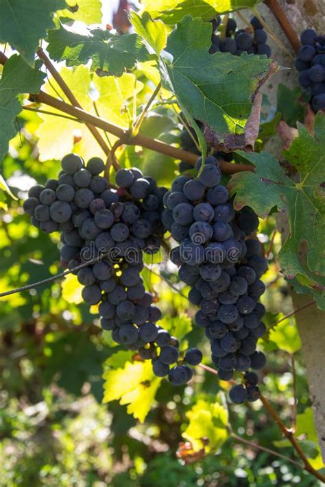 Encerramento Das Uvas De Vinho Azul Maduro Na Vinha Vinhas Na Colheita