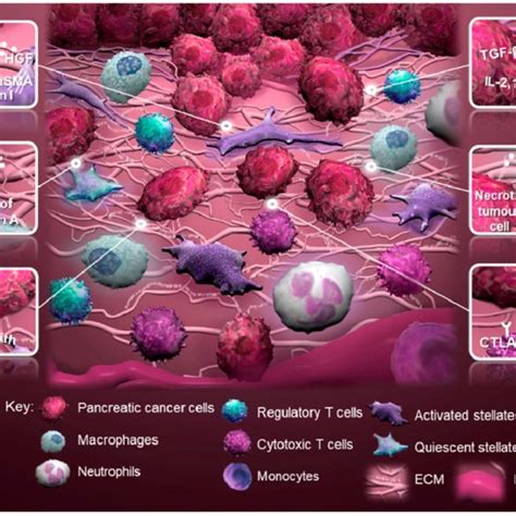 Schematic Of The Tumor Microenvironment Of Pdac And Tumor Stromal