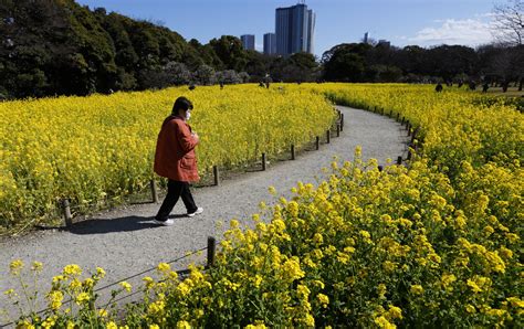 An early bloom turns Tokyo garden into yellow flower wonderland | Mashable