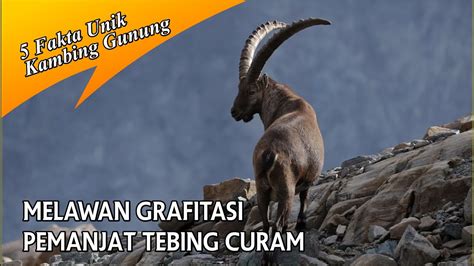 BAGAIMANA BISA KAMBING INI MELAWAN GRAVITASI DENGAN MEMANJAT TEBING