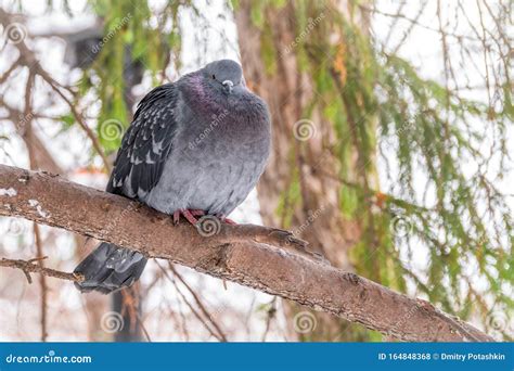 The Fat Pigeon is Importantly Sitting on a Branch Stock Photo - Image ...